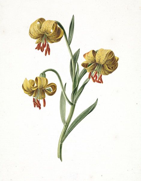 Branch with three yellow lilies by M. de Gijselaar, 1834.jpg by Gave Meesters