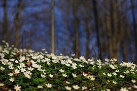 Anémone sur Thomas Jäger