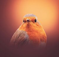 Robins