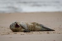 Phoque gisant sur la plage