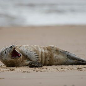 Gapende zeehond liggend op het strand van Rob Rollenberg