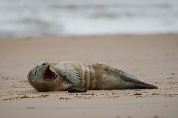 Gapende zeehond liggend op het strand van Rob Rollenberg