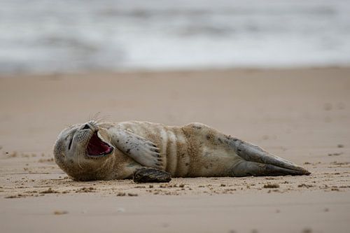 Gaping seal lying on the beach