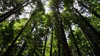 Up in the redwoods