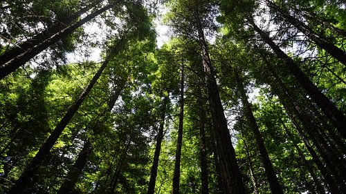 Oben in den Mammutwäldern