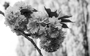 mooie lentebloesem aan de boom