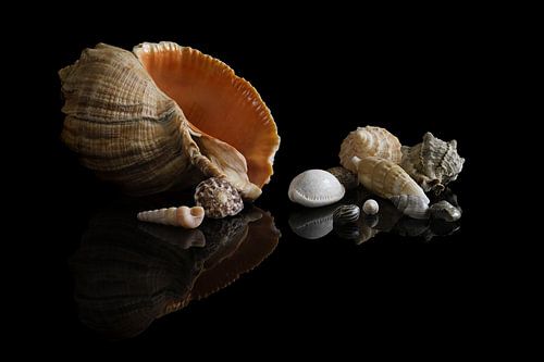Schelpencollectie 1: kleurrijke schelpen