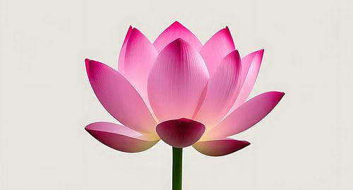 Heartbeat of Lotusbloem