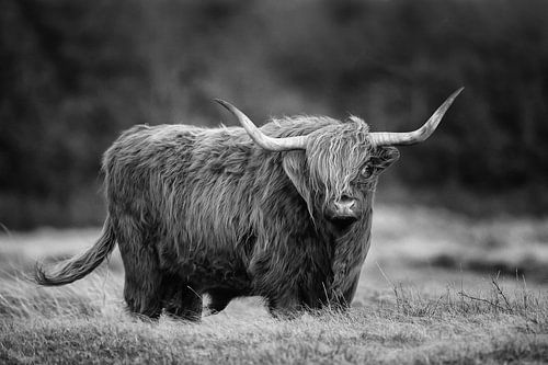 Schotse hooglander in Zwart Wit van Menno Schaefer