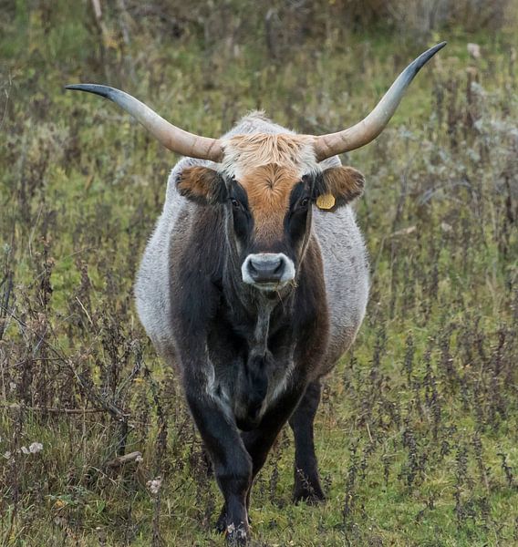 Heckrund by Ans Bastiaanssen