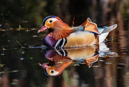 Mandarin duck in a pond in the middle of the Veluwe forest