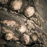 Shells