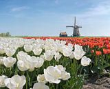 Windmolen met bollenveld van witte en rode tulpen, Nederland, truc, montage van Rene van der Meer thumbnail