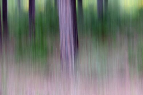 NATUURPARK DE LA BRENA ICM - purple haze