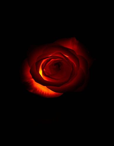 Ember Rose VI
