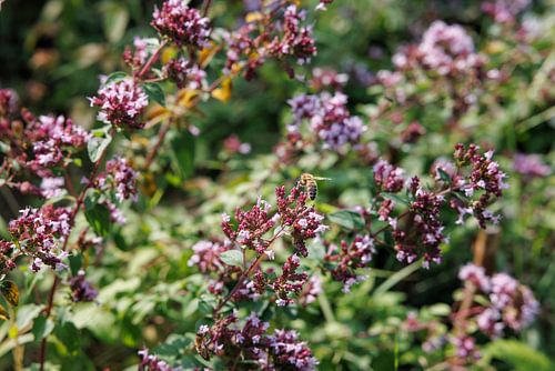 Sommergarten Oreganoblüten und Biene von Christoph Hermann