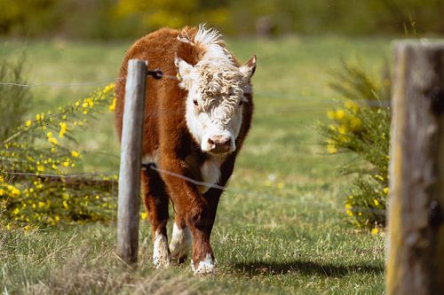 Koe | De tweede blik van het weiland van Bob Mans