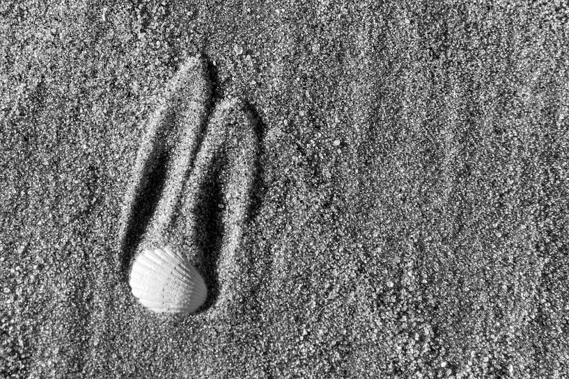 Sand Bunny by Hans Grobben