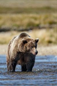 Grizzly beer van Menno Schaefer