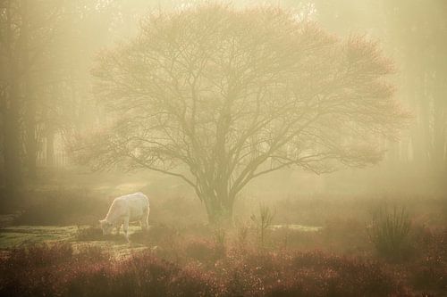 Prachtige Charolais in de mist op de Zuiderheide tussen Hilversum en Laren