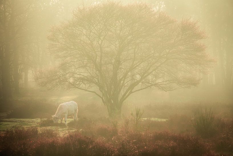Beautiful Charolais in the fog on the Zuiderheide between Hilversum and Laren by gooifotograaf