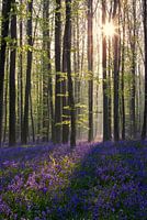 Magic wood