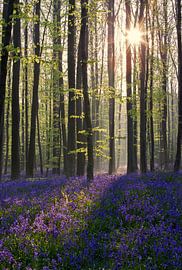 Magic wood by Elena Jongman