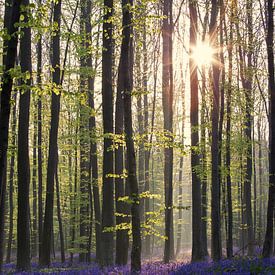 Magic wood sur Elena Jongman