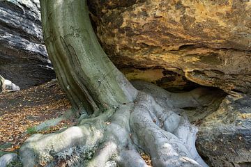 Ein Baum, seine starke Wurzel und Sandstein 2