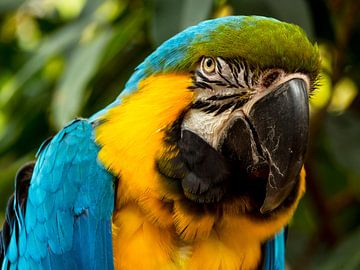 Blue-yellow macaw 