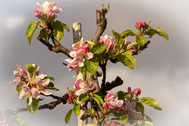 Nahaufnahme einer Blüte an einem Apfelbaum in einem Obstgarten in der Betuwe.