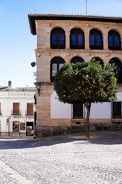 The orange tree by Ennio Brehm