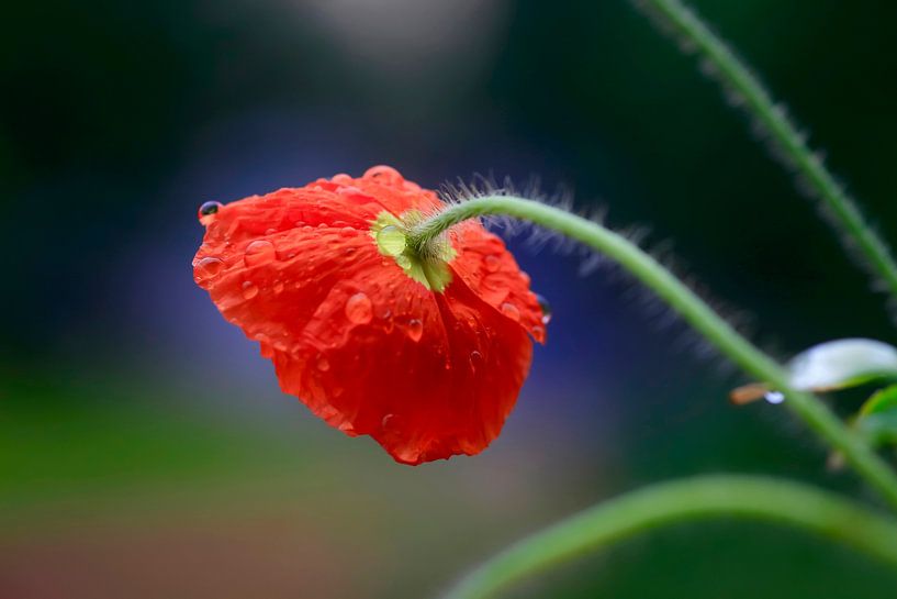 Poppy Blossom by Thomas Jäger