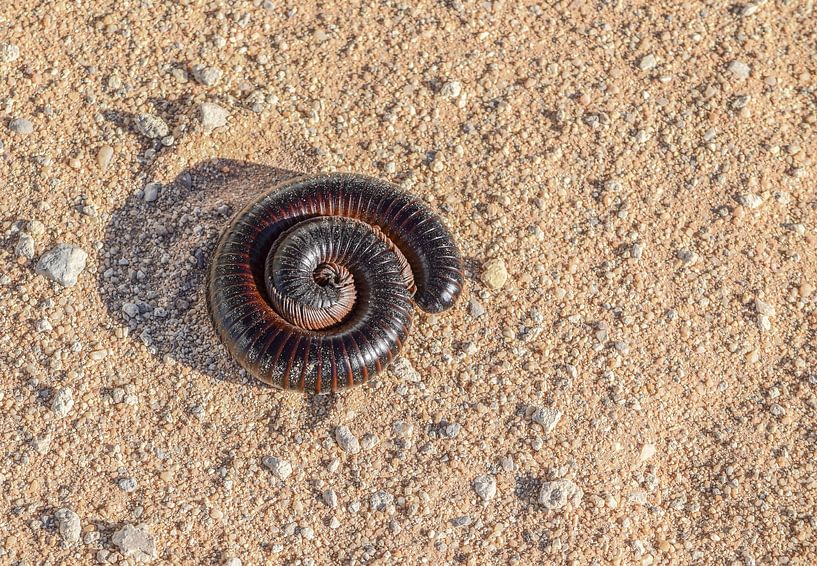 opgerolde duizendpoot van Achim Prill