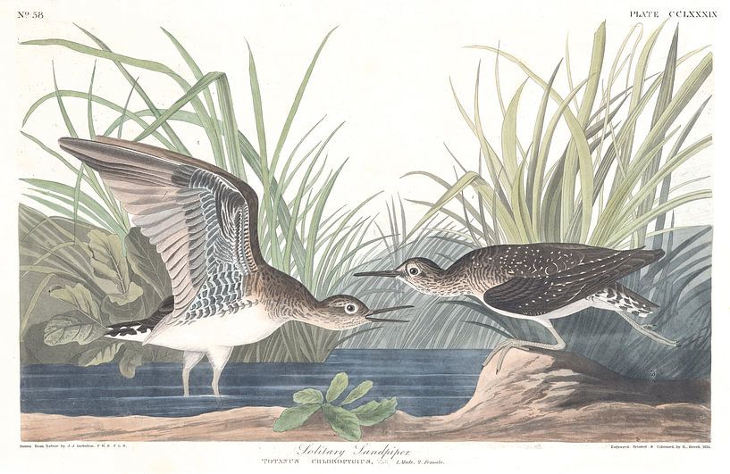 Einsamer Wasserläufer von Birds of America