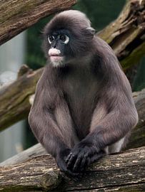 Brillangoer : Koninklijke Burgers' Zoo van Loek Lobel