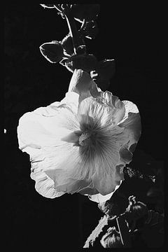 Malva bloem van Marianna Pobedimova