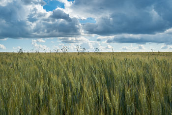 Weizenfeld