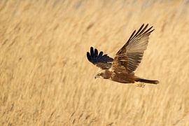 Western Marsh Harrier in flight over reeds by wunderbare Erde