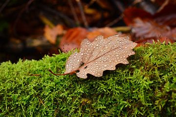 Waldboden Pic 08 von Ingo Laue