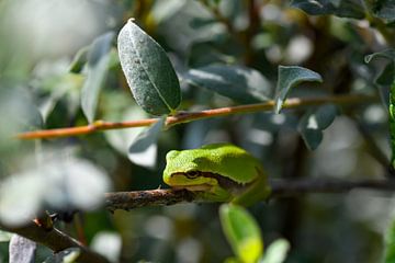 Grenouille arboricole sur Merijn Loch