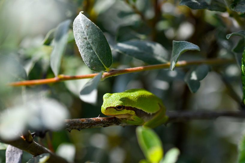 Tree frog by Merijn Loch