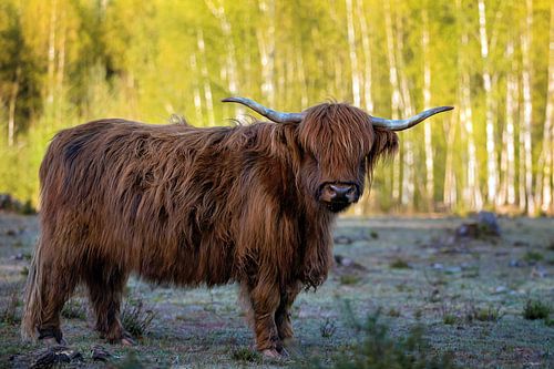 schotse hooglander koe
