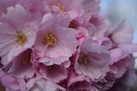 Blossoms