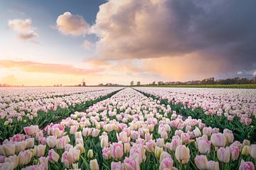 Coucher de soleil sur les tulipes avec un butin local sur Koen van Barneveld