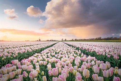 Zonsondergang met een lokaal buitje boven de tulpen