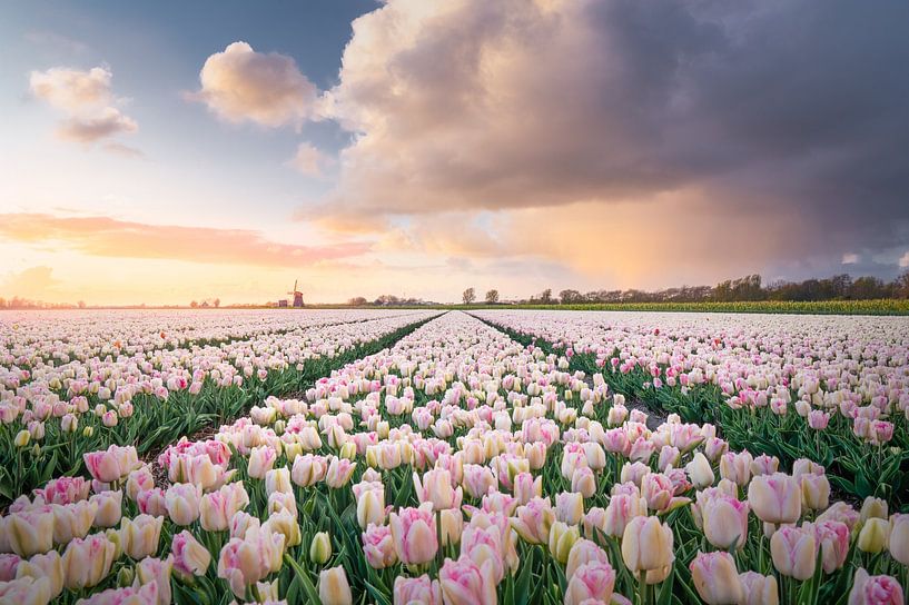 Sunset with a local booty over the tulips by Koen van Barneveld