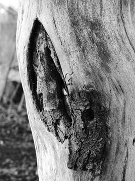 .Knoest in hout zwart/wit