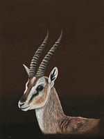 Thomson's gazelle, Eudorcas nasalis