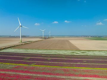 Tulips growing in a field with wind turbines in the background by Sjoerd van der Wal Photography